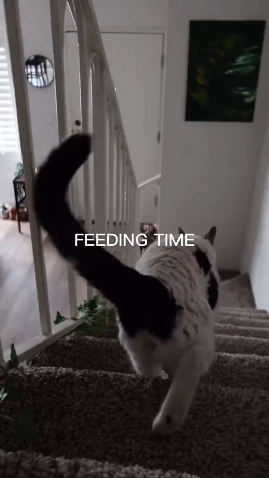 Pet Feeding Vlog